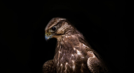 A lugger falcon closeup at a falcrony in saarburg