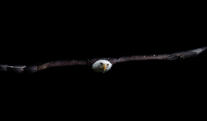 A bald eagle closeup whille flying at a falcrony in saarburg