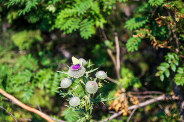 Green butterfly on the purple flower