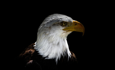 A bald eagle closeup at a falcrony in saarburg