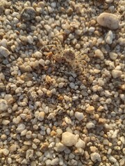 pebbles on the beach