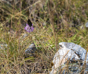 Black butterfly on the purple flower