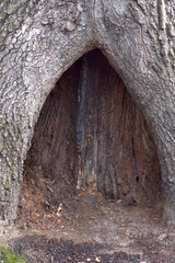 Alcove carved out of the base of a tree