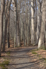 Obraz premium Curved path in the woods on a sunny winter's day