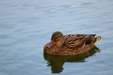 Closeup duck on the lake, isolated, blue water background
