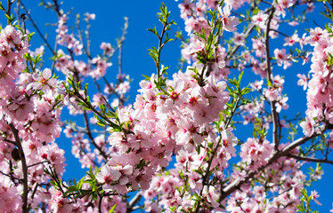 Blossom almond tree on blue sky, delicate pink and white flowers. Spring time. Nice spring and Easter post card.