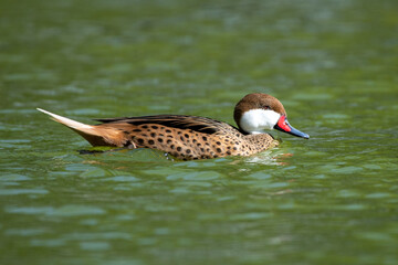 A white-cheeked pintail (Anas bahamensis),  Bahama pintail or summer duck, swimming in the pond.