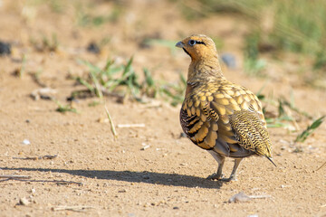 Pin-tailed sandgrouse (Pterocles alchata) in the Middle East desert close up