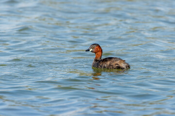 Little Grebe (Tachybaptus ruficollis), also known as dabchick swimming in the water at sunset.