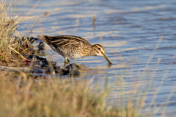 Common snipe (Gallinago gallinago) wading in the waters at sunset.