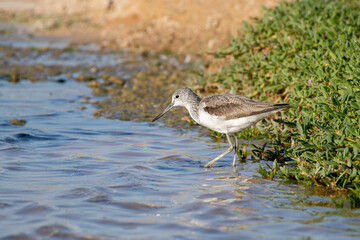 Common greenshank (Tringa nebularia) wading in the water at sunset in the MIddle East