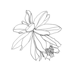 black and white line illustration of Epiphyllum flowers on a white background