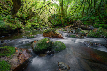 A river flows between mossy rocks and century  old oak trees