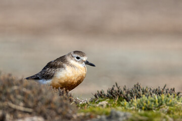 New Zealand or Red-breasted Dotterel