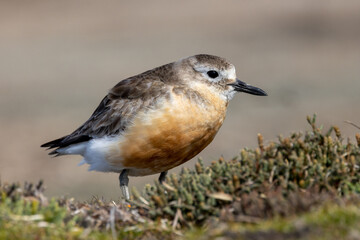New Zealand or Red-breasted Dotterel