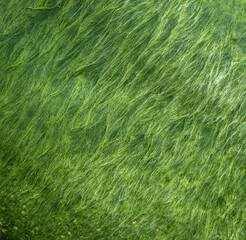 Background formed by the undulating filamentous algae