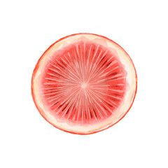 Half of grapefruit painted with watercolors on white background. Trendy and colourful of Summer Vector fruit Orange.
