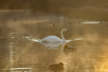 Fototapeta premium Beautiful of whooper swan on the lake