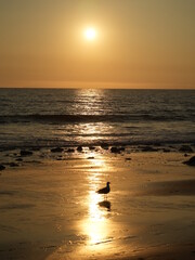 Fototapeta na wymiar sunset and seagull