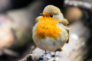 Close up portrait of cute Robin redbrest bird