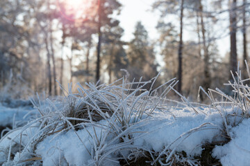 Cold morning in the forest.