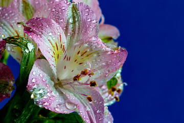 Macro White and Pink Flower with water droplets