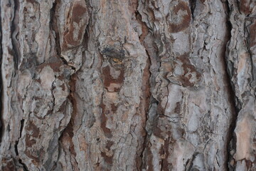 close-up bark of tree trunk, selective focus close-up, background