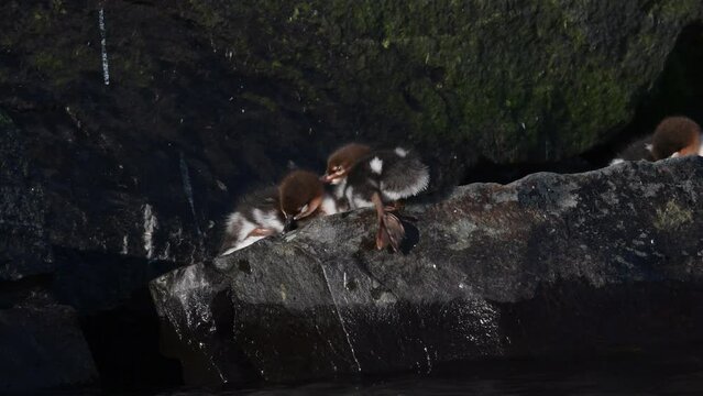 Red-breasted merganser chicks sitting on the stone. The red-breasted merganser (Mergus serrator). Natural habitat. Wild conditions. Ladoga Lake. Russia.