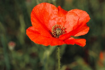 Close up red poppy and green blurred background