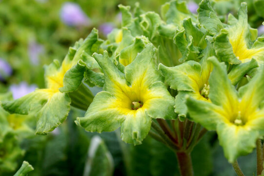 closeup of the green flowers of 'Francesca', or 'Francisca', polyanthus primrose (Primula)