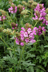 Vertical closeup of the flowers and foliage of 'Summer Daze' self-heal (Prunella 'Summer Daze')