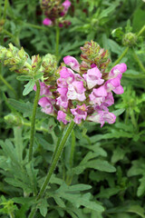 Fototapeta premium Vertical closeup of 'Summer Daze' self-heal (Prunella 'Summer Daze') in flower