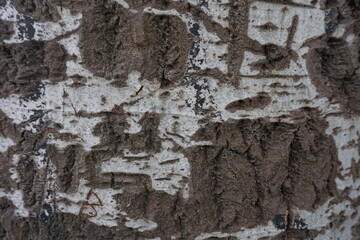 close-up bark of tree trunk, selective focus close-up,