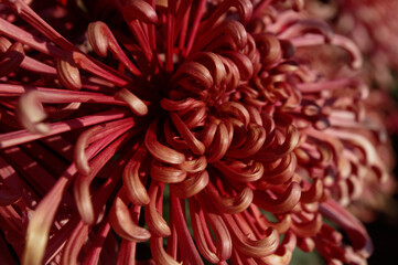 close-up red chrysanthemum flower