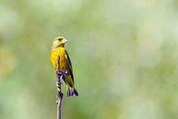 The European greenfinch or simply the greenfinch (Chloris chloris) is a small passerine bird in the finch family Fringillidae.