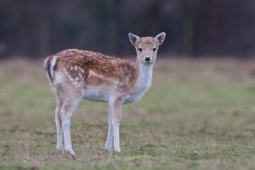 Fallow Deer Fawn, 6 months old.