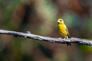 The European greenfinch or simply the greenfinch (Chloris chloris) is a small passerine bird in the finch family Fringillidae.