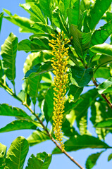 Lanterneira da Amazônia (Lophanthera lactescens) flower detail