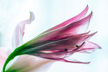 pink lily flower, nacka, sweden, sverige