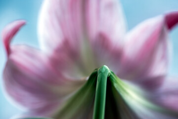 close up of pink tulip, nacka, sweden, sverige