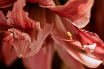 red lily closeup, nacka, sweden, sverige