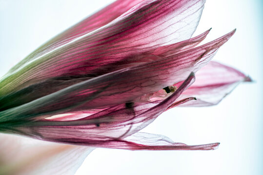 pink lily flower, nacka, sweden, sverige