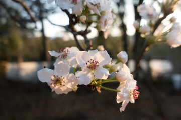 pear blossom