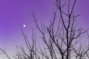 Fototapeta premium tree against the evening sky