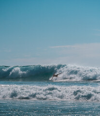 Fototapeta premium Surfer on turquoise water in Cerritos Beach, Todos Santos, Baja California 