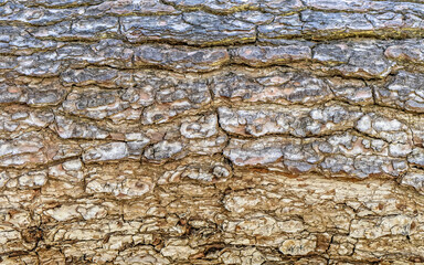 pine tree rough bark closeup, natural pattern background