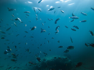 Obraz premium Fish under turquoise water in baja california