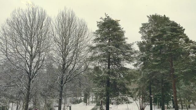 Tranquil snowfall in 4K video in the community ground with branched trees arounacd during the Winter. Cloudy day Outdoor background copy space.