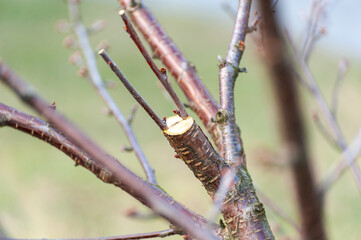 The farmer looks after the orchard .