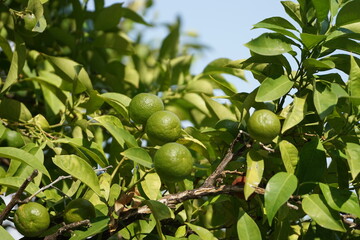 frische Limetten am Baum